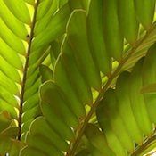 Giant Fern