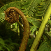Giant Fern