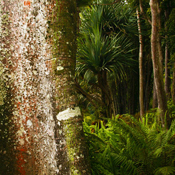 In the Jungle